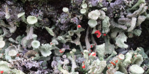 Lichen on a grave stone of new red sandstone of the Permian era in the churchyard of an ecocongregation in Nithsdale, Southwest Scotland 